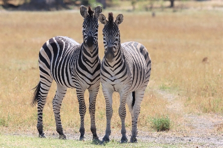 Botswana Rondreis