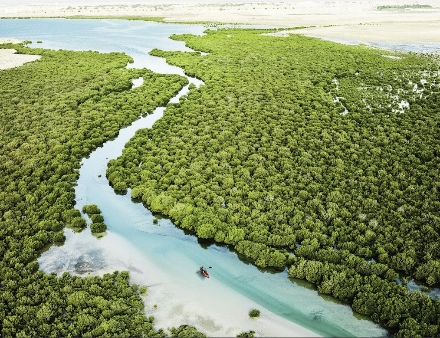 Al Thakira Mangroves Qatar