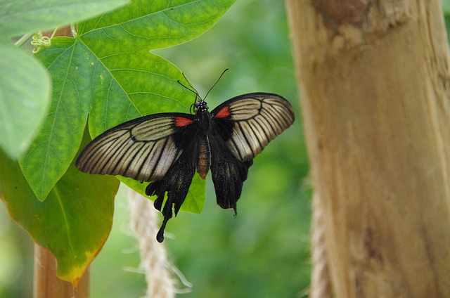 Mariposario Ecuador