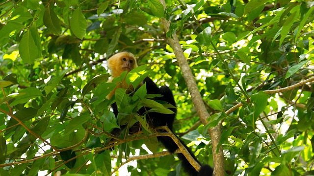 Manuel Antonio Costa Rica