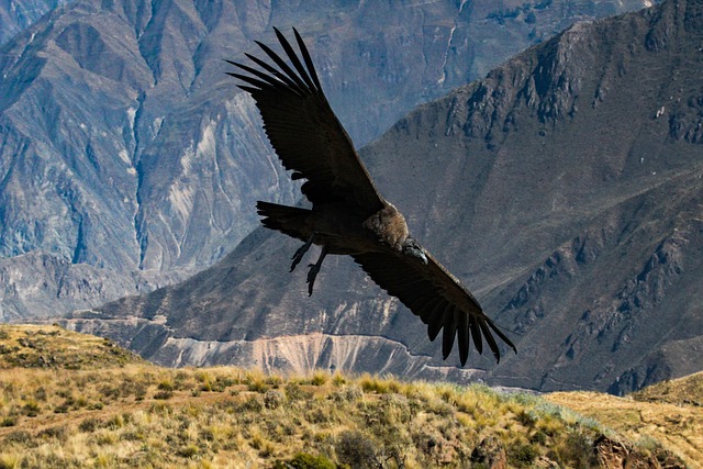 Condor Peru