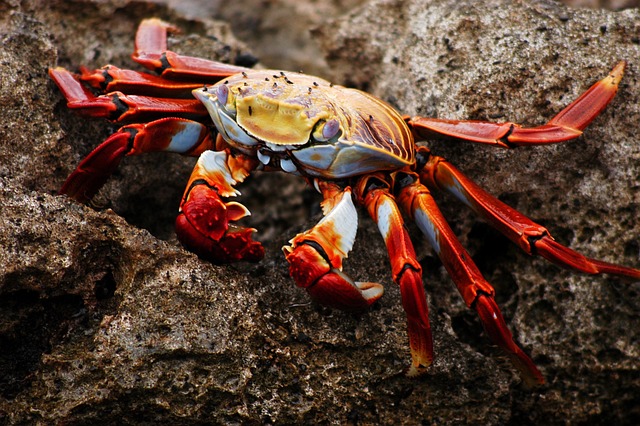 Galapagos Eilanden Ecuador