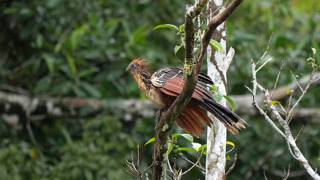 Ecuador