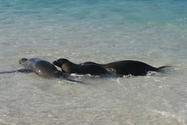 Galápagos Eilanden Ecuador