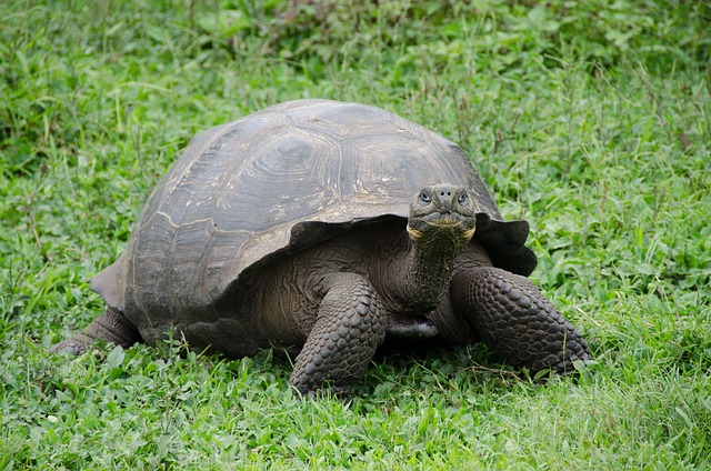 Galapagos Eilanden Ecuador