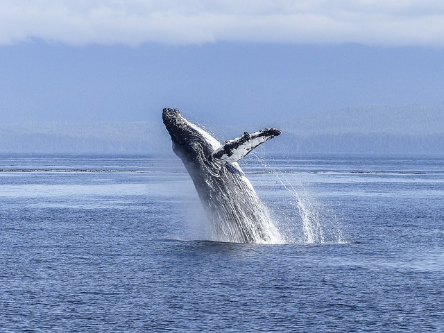 humpback whale Canada