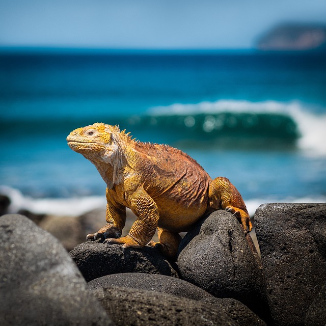 Galápagos Eilanden Ecuador