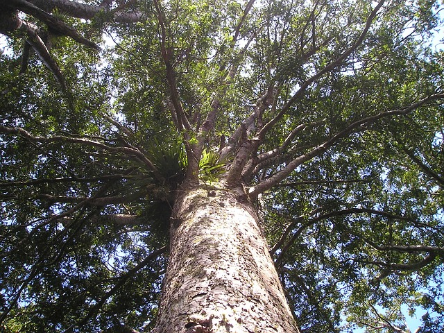 Kauri Boom Nieuw Zeeland