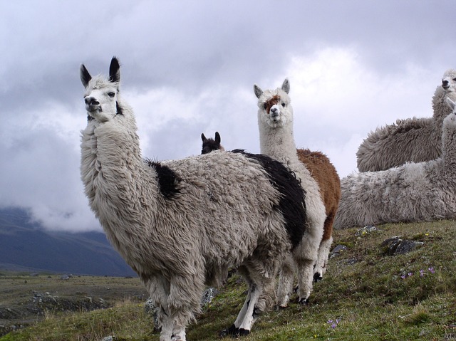 Cotopaxi Lama Ecuador