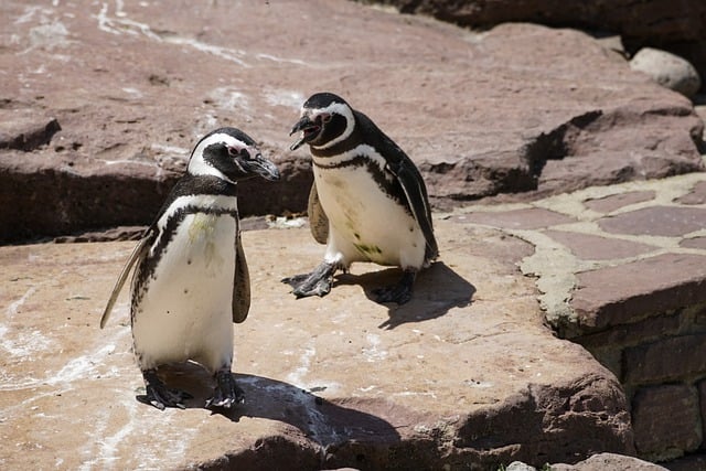 Magelhaenpinguïns Argentinië