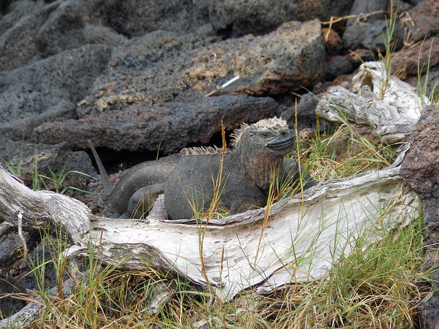 Galapagos Eilanden Ecuador