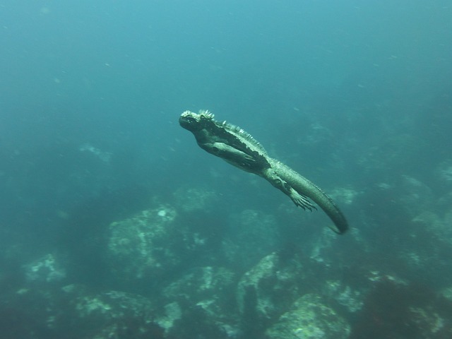 Galapagos Eilanden Ecuador