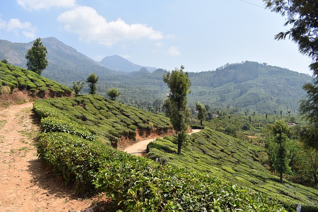 Munnar India