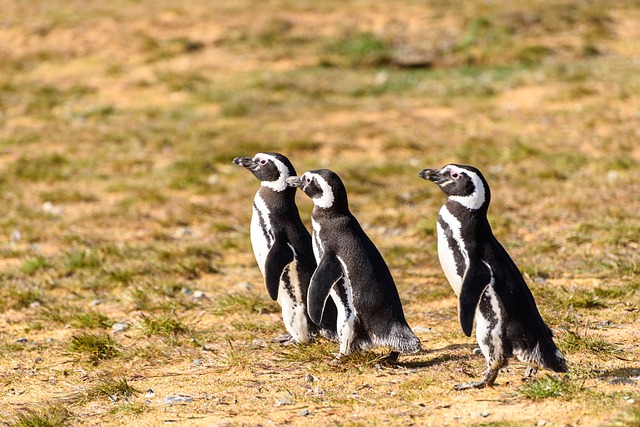 Penguins Isla Magdalena Chili