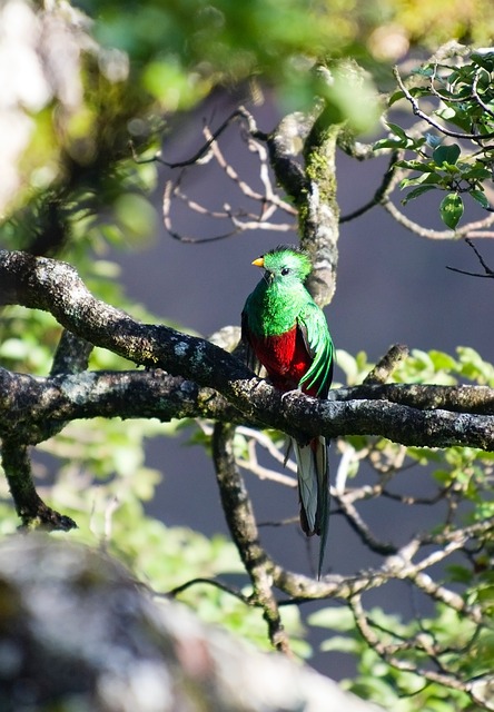 quetzal Costa Rica