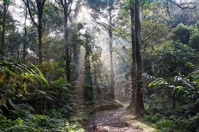 Finca Juanilama Regenwoud