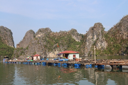 Vietnam Halong Bay studiereis rondreis