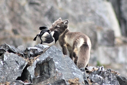 vogelkliffen van Alkhornet Spitsbergen Svalbard