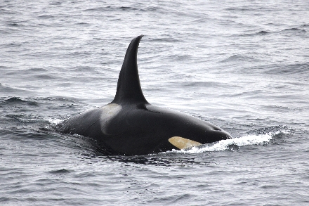 Antarctica Expeditiecruise Orca