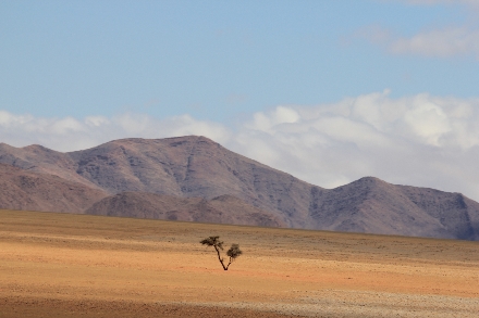 Kalahari Woestijn Namibië