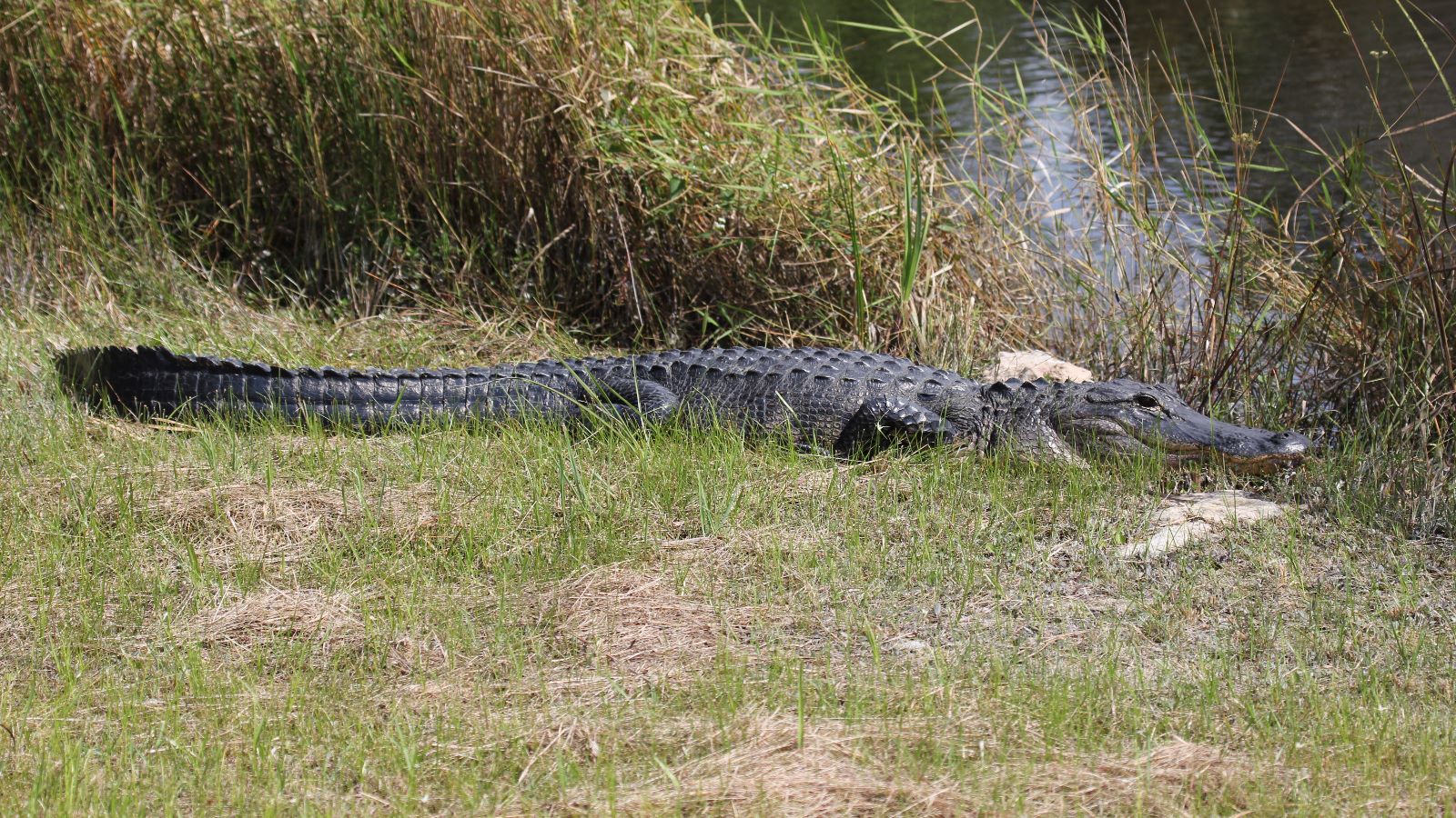 Alligator Everglades Florida USA Amerika