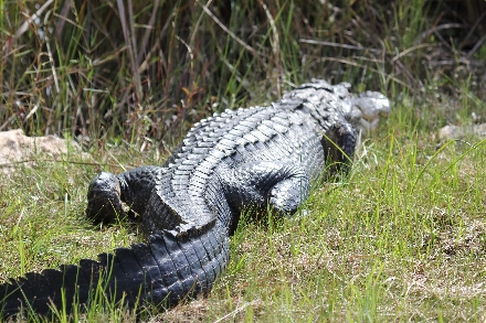 Alligator USA Amerika New Orleans