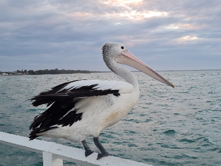 Australië