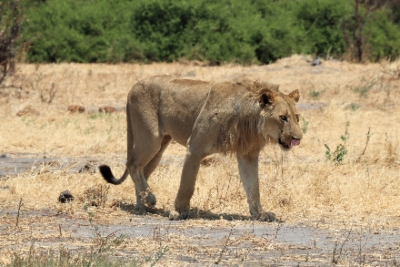 Moremi Game Reserve Botswana Rondreis Afrika