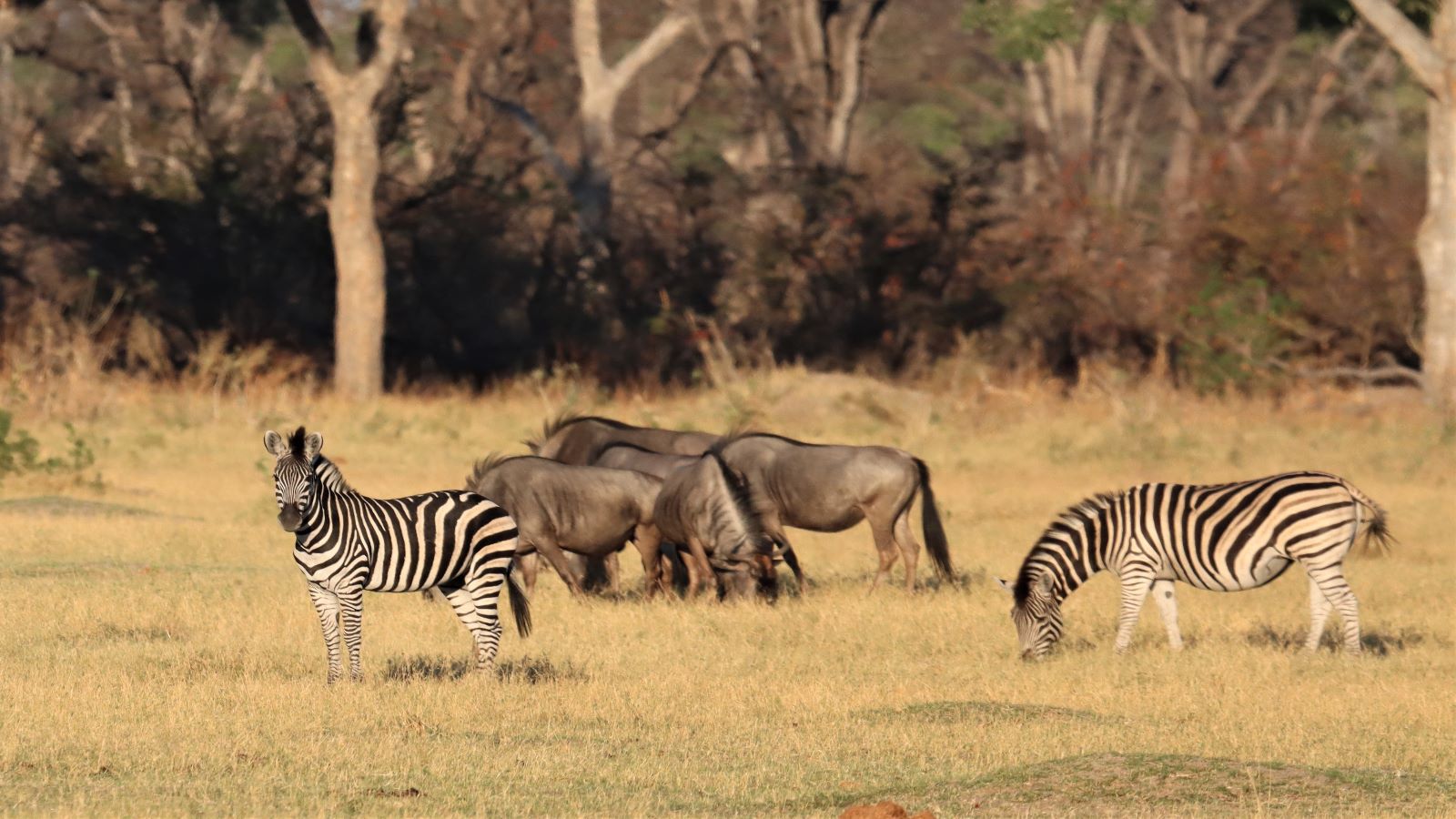 Botswana Safari Afrika