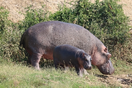 Het Kazinga-kanaal Oeganda Boottocht