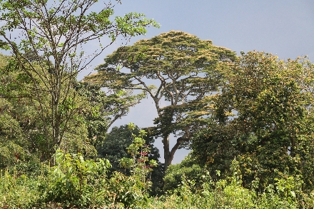 Botanische tuin Oeganda Entebbe