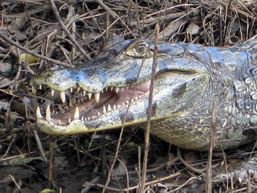 Wildlife Bolivia Amazone maatwerkreizen