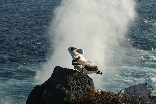 Albatrossen Falklands