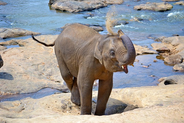 Olifant Sri Lanka