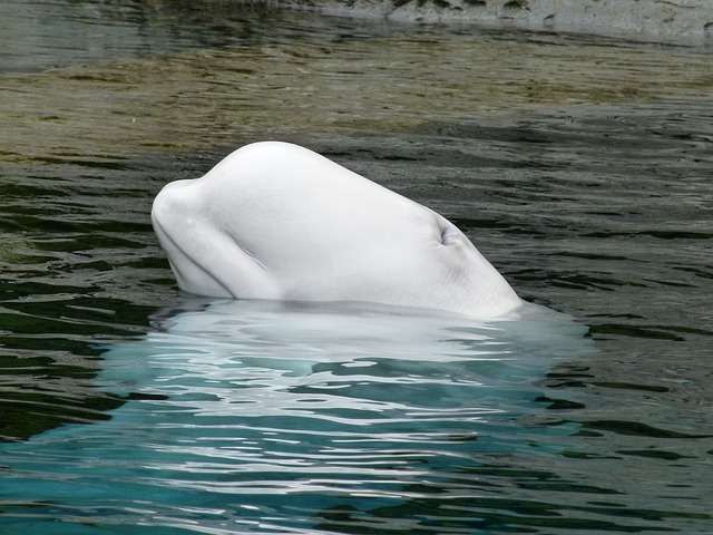 Beluga Whale Spitsbergen Svalbard