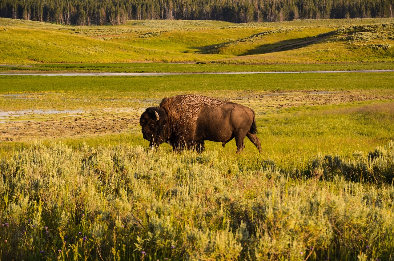 Bizon Yellowstone National Park USA Amerika