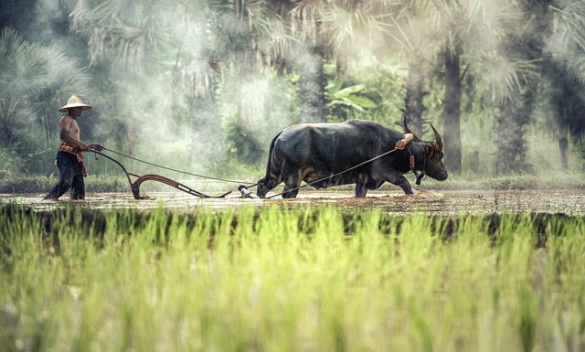 Vietnam trekking