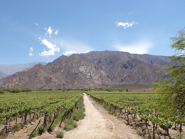 Cafayate Wijngaard Argentinië