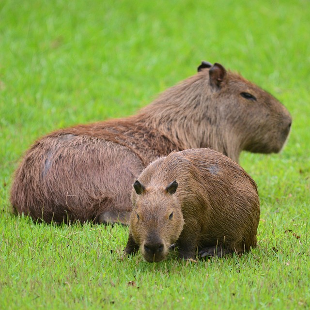 Capibara Capybara Colombia