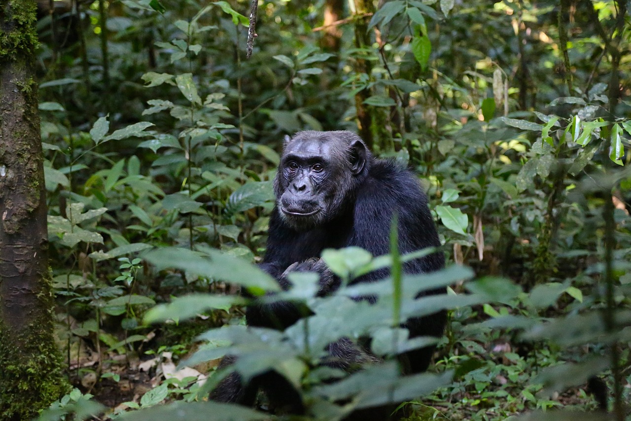 Chimpanzee Oeganda