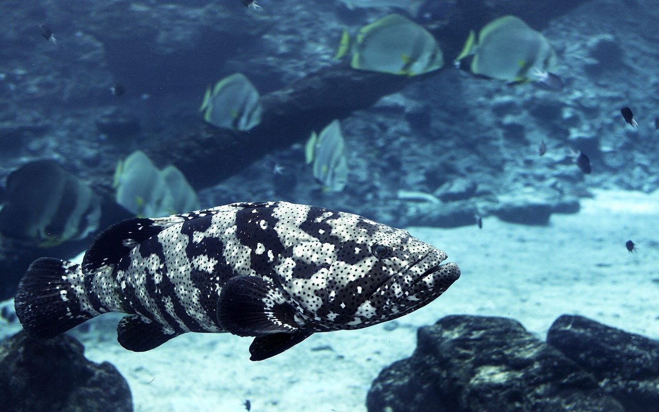 Coral Bay Ningaloo Reef Australië