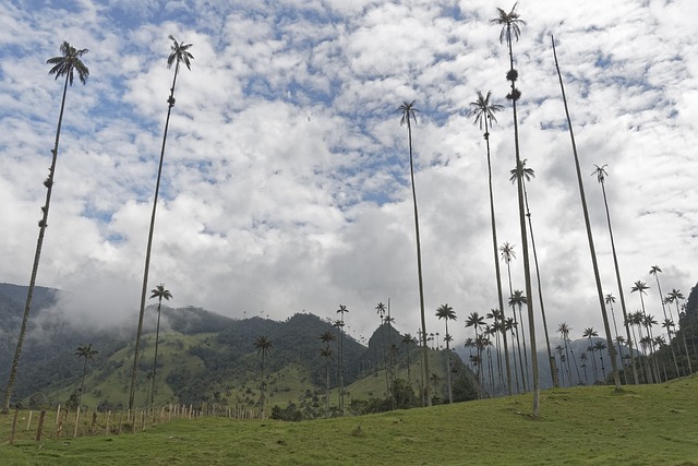 Cocora Vallei Colombia Rondreis