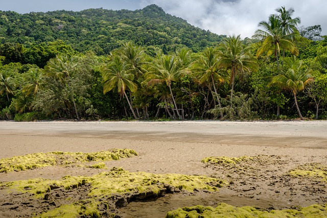 Daintree Forest Australië