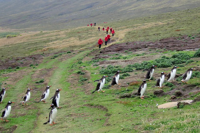 Falklandeilanden Wandeltocht