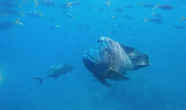 Whitsunday Eilanden snorkelen vis Australië