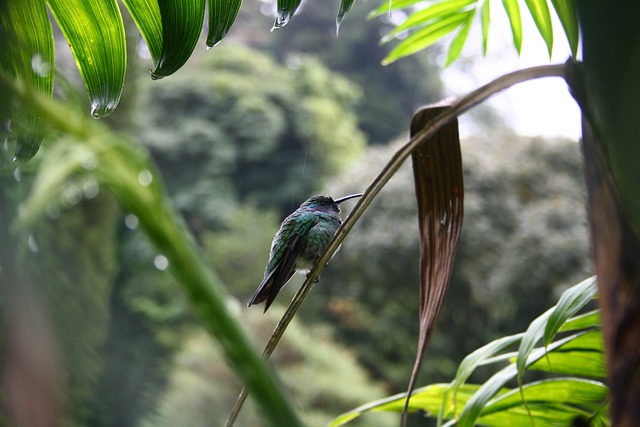 Boquete Panama