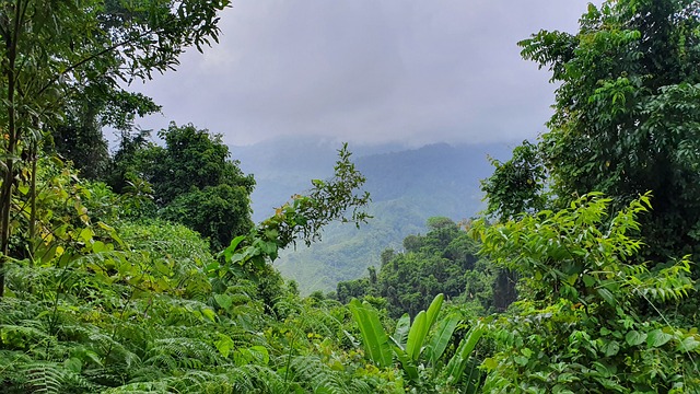 Jungle Colombia