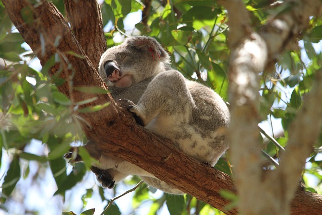 Koala Australië rondreis