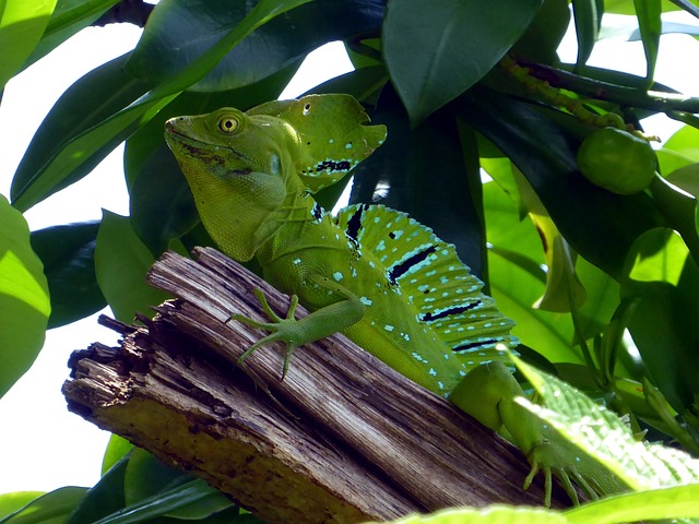 Cahuita National Park CostaRica