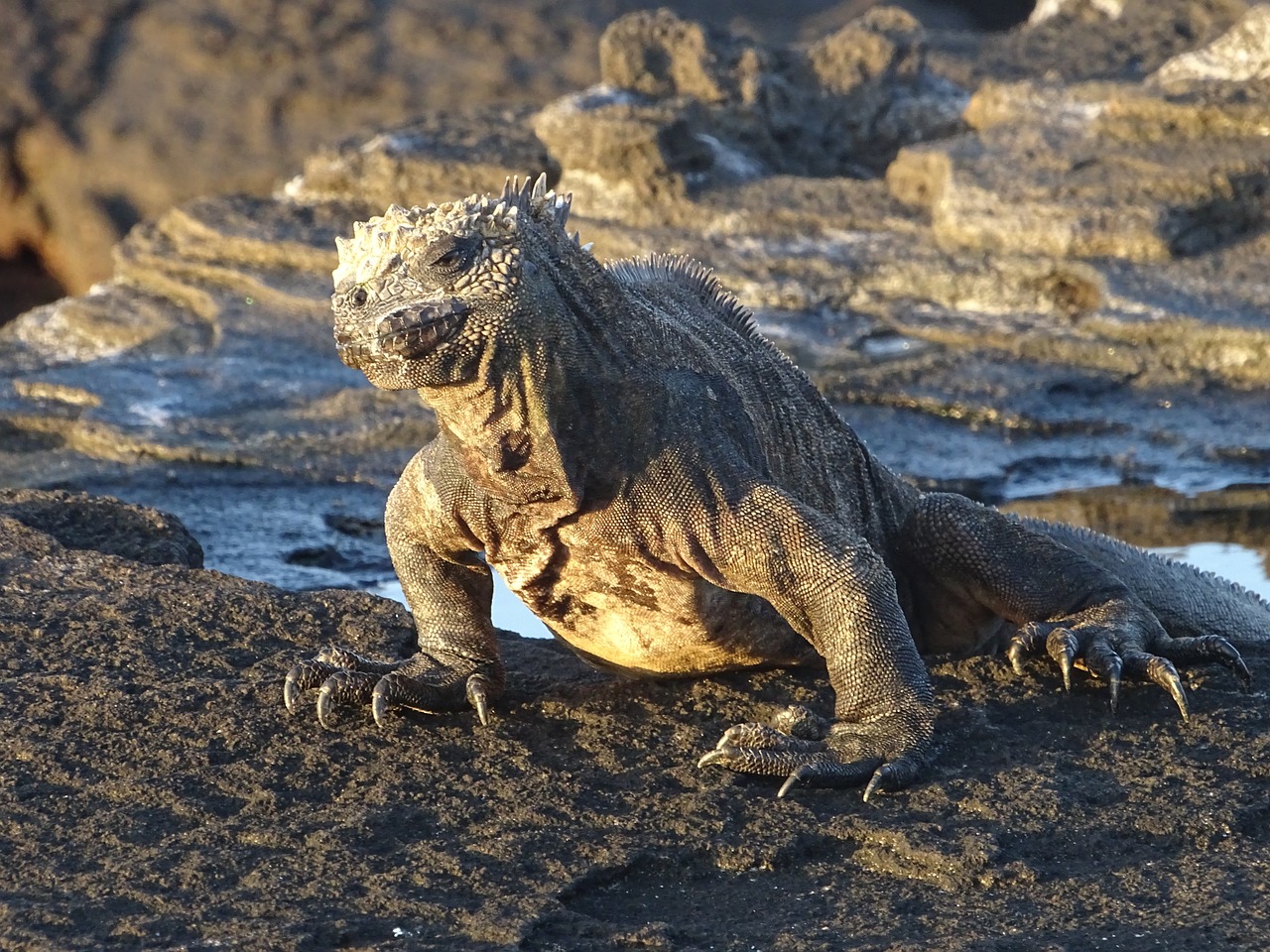 Galapagos Eilanden Ecuador